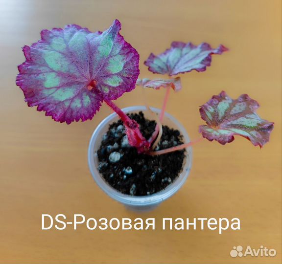 Бегонии DS, часть 1
