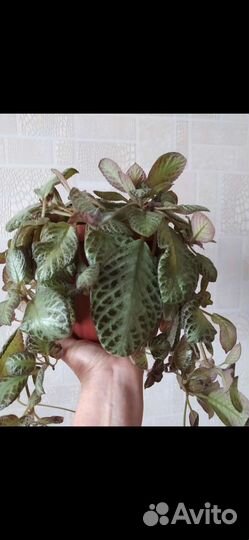 Драцена, фикус, эписция