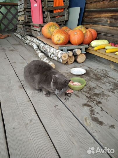 Кошка в дар