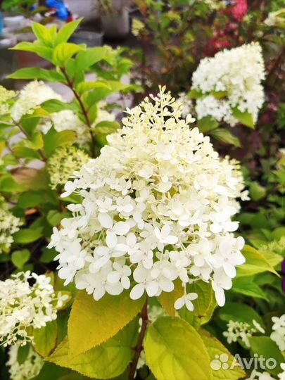 Гортензия метельчатая Лайм Лайт