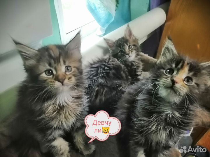 Котята мейн-кун