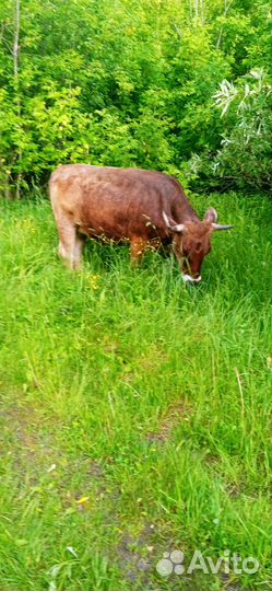 Тёлка с теленком