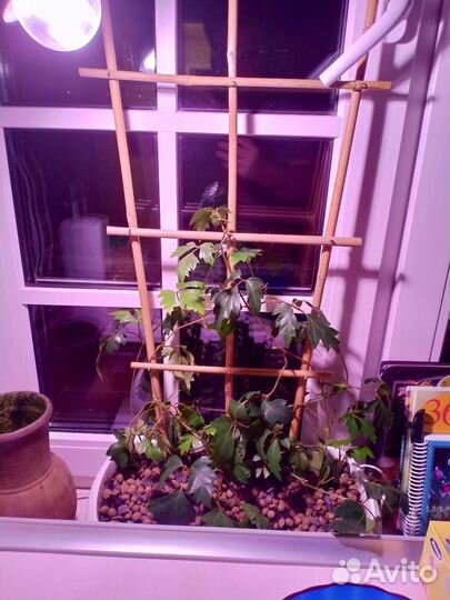 Фитолампа uniel LED-15W полного спектра + биколор