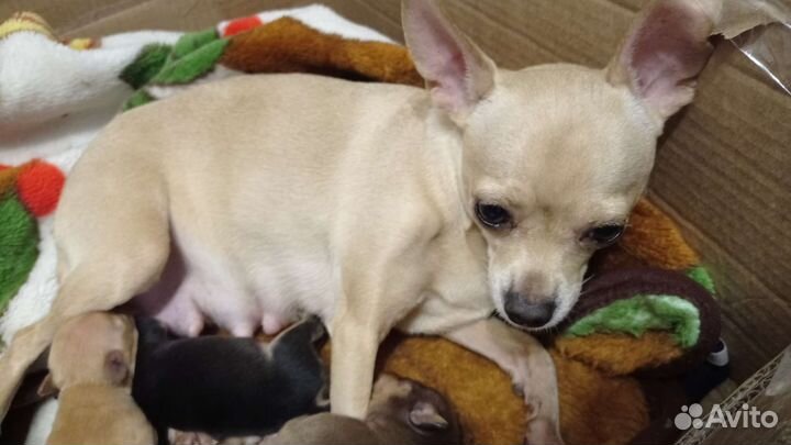 Мини той-терьер щенки