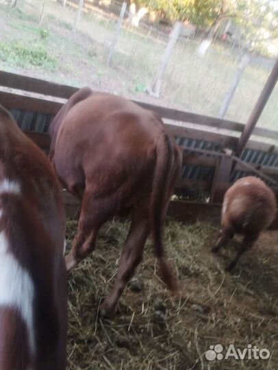 Бычок, телка