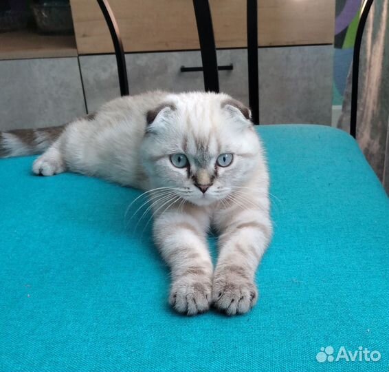 Шотландский вислоухий котик (4,5 м.)