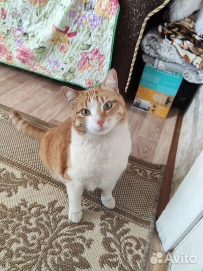 В добрые руки