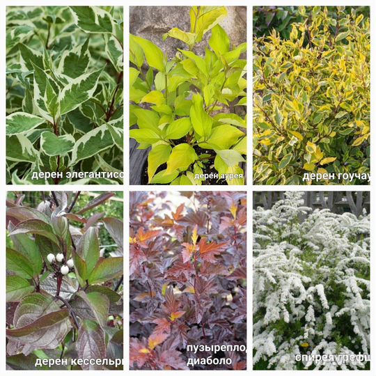 Декоративные кустарники (цены в описании)