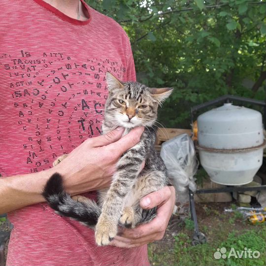 Кошки бесплатно