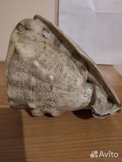 Океанская раковина