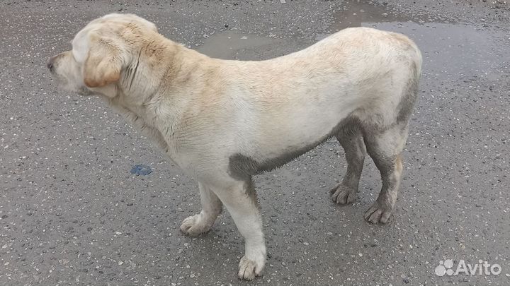 Лабрадор Белый