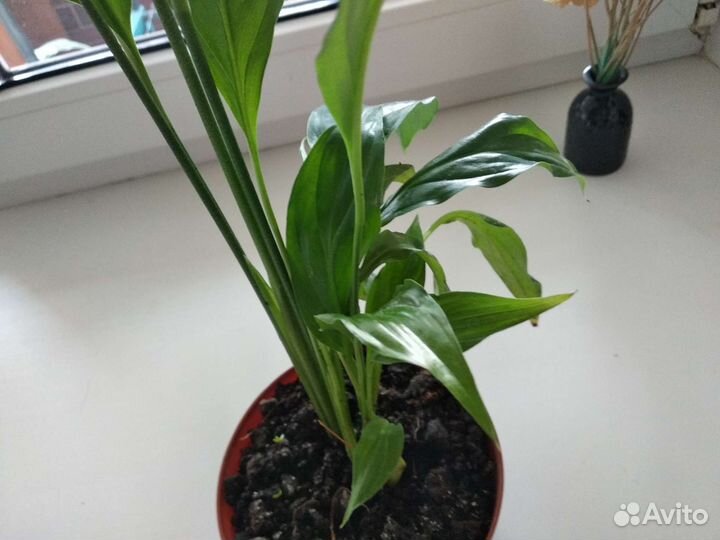 Красавец Спатифиллум