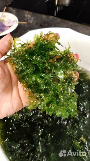 Растения для аквариума