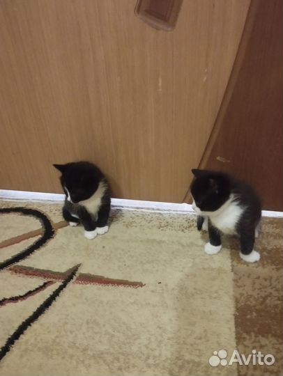 Котята бесплатно