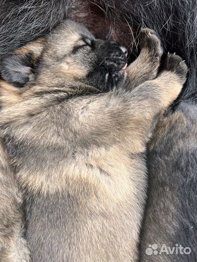 Щенята немцы