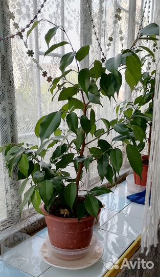 Фикус бенджамина