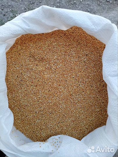 Просо желтое