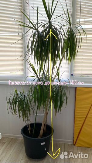 Пальма драцена