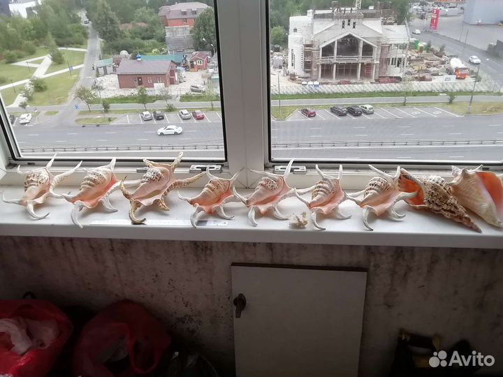 Коллекция ракушек