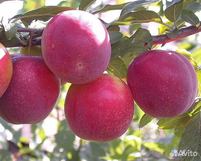 Саженец Алычи,сливы,чернослива,йошты малины