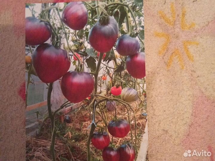 Семена томатов, перцев