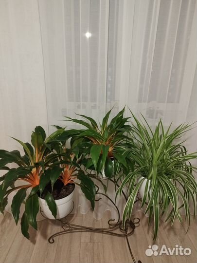 Комнатные растения. Хлорофитумы