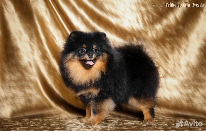Померанский шпиц
