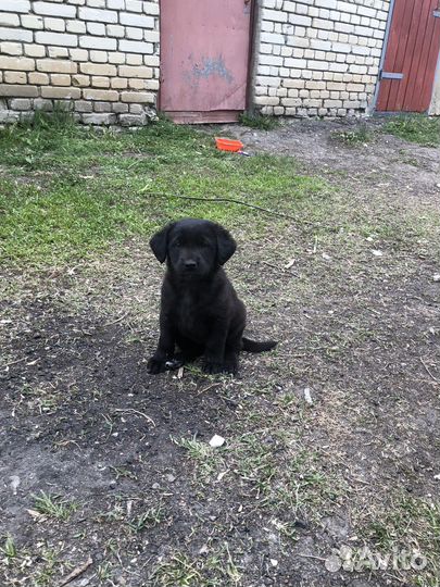 Щенки бесплатно