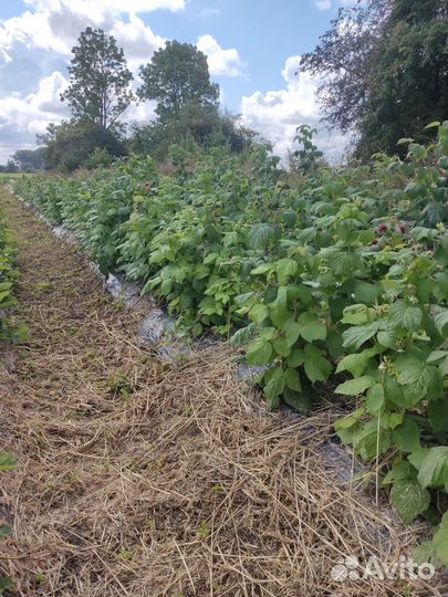 Требуется работник на ферму