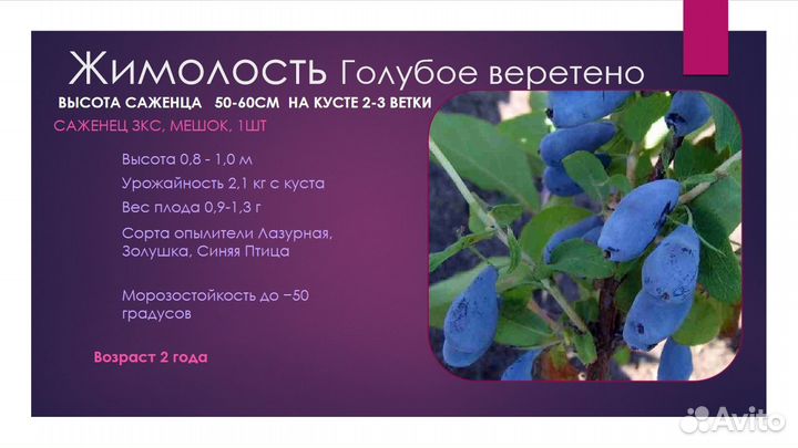 Саженца Жимолость в ассортименте зкс