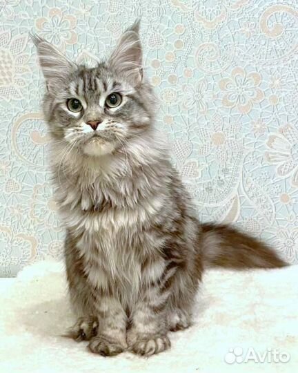 Котята Мейн-кун полидакт