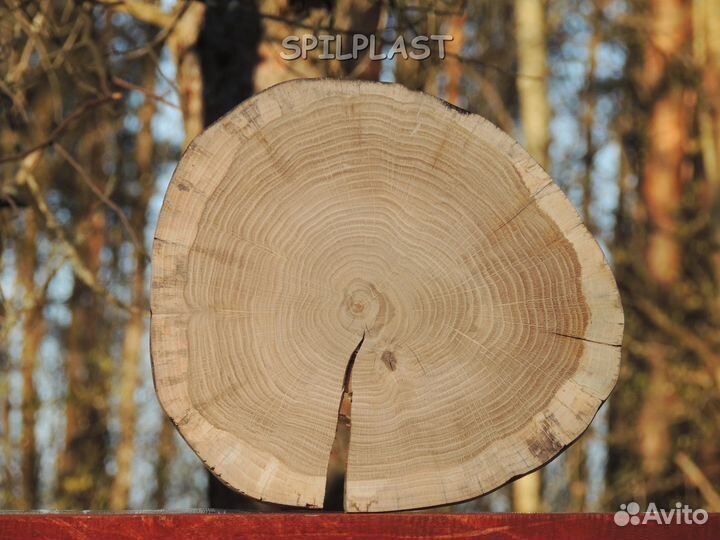 Спил дубовый шлифованный