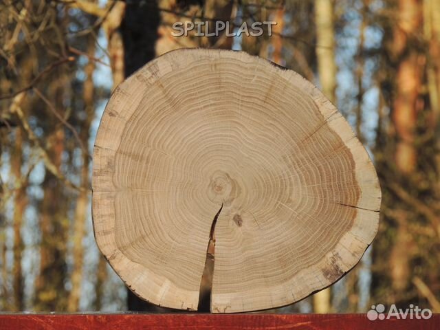 Спил дубовый шлифованный