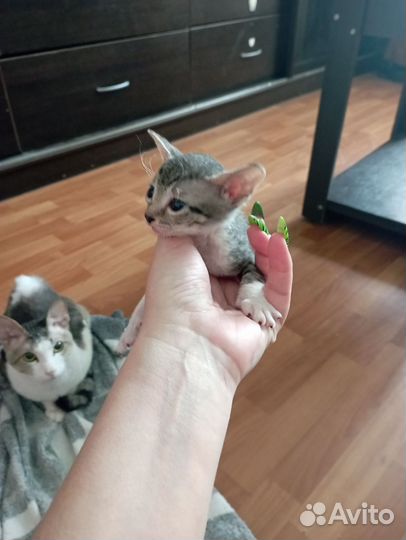Донской сфинкс котята