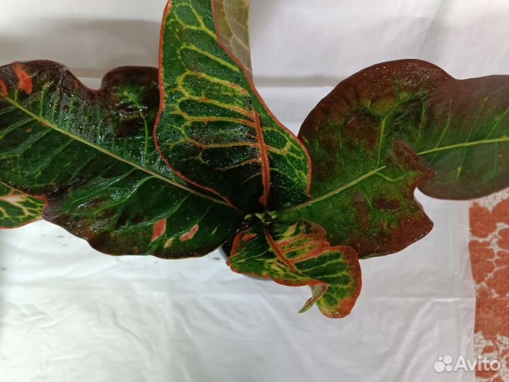 Кодиеум кротон