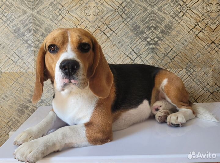 Груминг собак