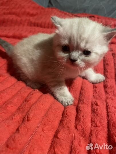 Шотландские котята