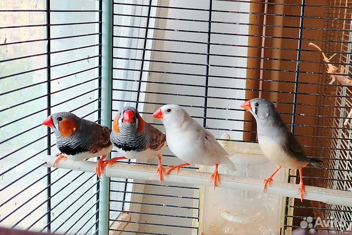 Зебровые амадины