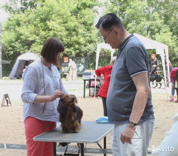 Вязка кобеля таксы