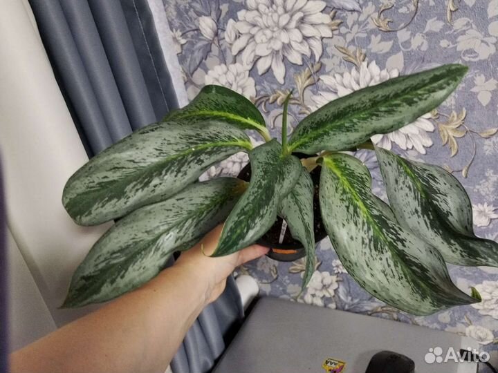 Аглаонема Эмеральд грей