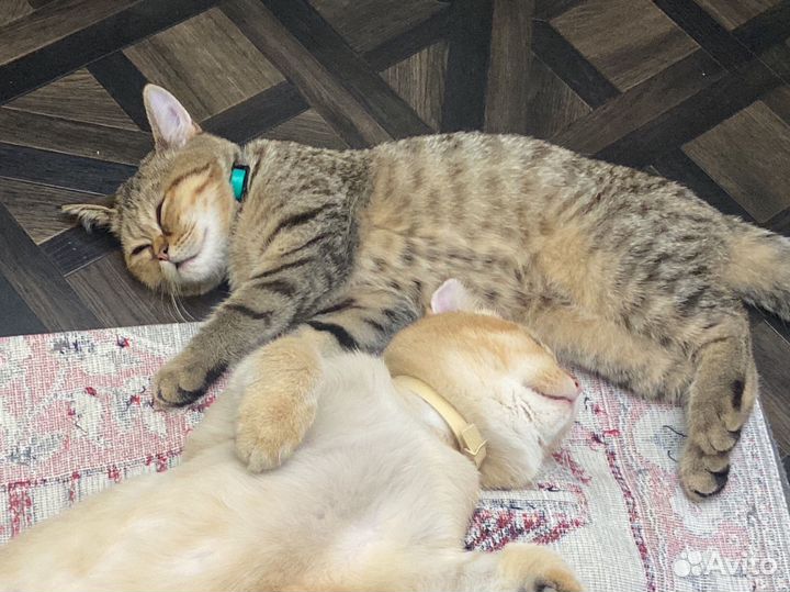 Кот в добрые руки
