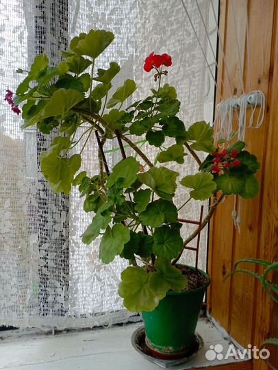 Пеларгония герань