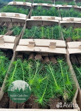 Сеянцы зкс Сосна Ель Лиственница окс Голуб Горн