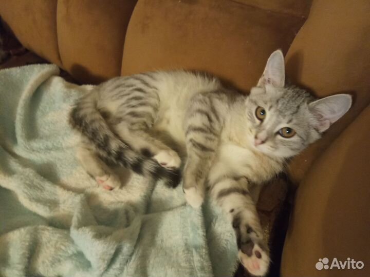 Домашние котята