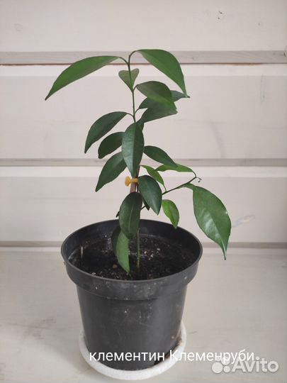 Цитрусовые растения