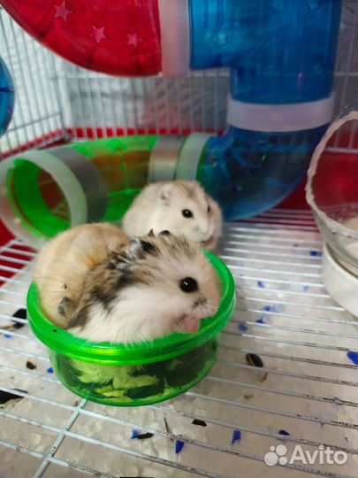 Джунгарские хомячки