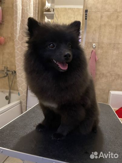 Выездной грумер