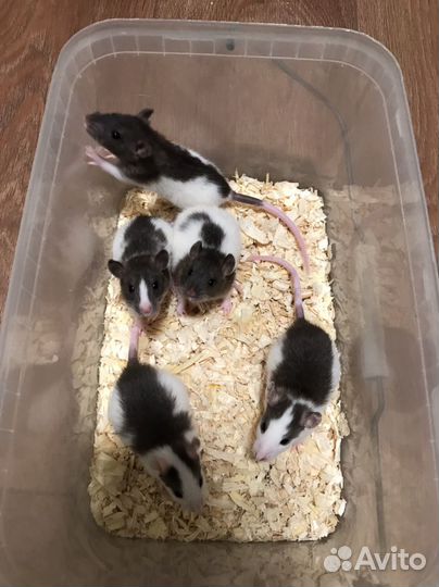 Декоративные Крысы разных окрасов (см. описание)