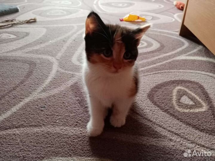 Персидская кошка