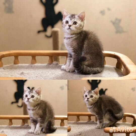 Плюшевые вислоушки и прямоушки.Реальные фото.Вязка